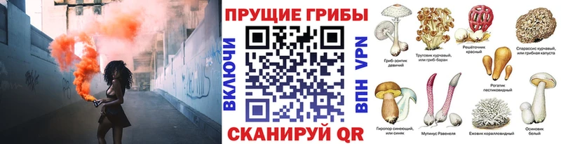купить наркоту  Калининград  Галлюциногенные грибы GOLDEN TEACHER 